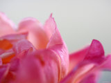 Petal Closeup IV Poster by Nicole Katano