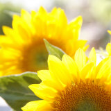 Sonnenblume Kunstdrucke von Nicole Katano