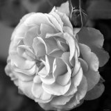 Delicate Petals II Pósters por Nicole Katano