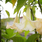 Trumpet Blooms Print by Nicole Katano