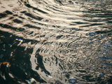 Water Drops III Prints by Nicole Katano