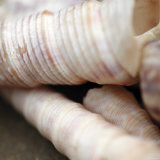 Shells III Posters by Nicole Katano
