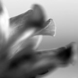 Petal Closeup III Fotografía por Nicole Katano Petal Closeup III Fotografía por Nicole Katano
