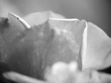Petal Closeup II Láminas por Nicole Katano