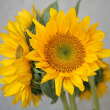 Sunny Sunflower III Poster von Nicole Katano