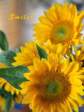 Nicole Katano - Smile: Sunny Sunflower - Poster Nicole Katano - Smile: Sunny Sunflower - Poster