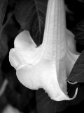 Trumpet Flower II Posters by Nicole Katano