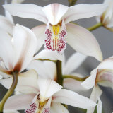 Orchid Closeup I Pósters por Nicole Katano Orchid Closeup I Pósters por Nicole Katano