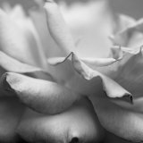 Rose Petals II Prints by Nicole Katano