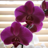 Purple Orchids III Prints by Nicole Katano