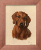 Miniature Dachshund Posters by Judy Gibson