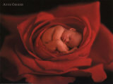 Jake in roter Rose Poster von Anne Geddes