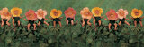 Wild Roses Láminas por Anne Geddes