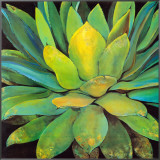 Agave Framed Canvas Print by Jillian David