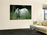 Endangered White Rhinoceroses Wall Mural