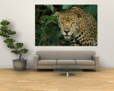 Un jaguar au repos dans les feuillages Reproduction murale géante par Steve Winter