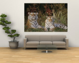 A portrait of two captive Siberian tigers Mural A portrait of two captive Siberian tigers Mural