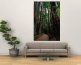 Path Through Redwoods of Cathedral Grove, Muir Woods National Monument, California, USA Mural