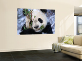 Panda Eating Bamboo in the Wolong Valley at the Sleepy Dragon Nature Reserve, Sichuan, China Wall Mural