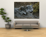 Two Gray Wolves, Canis Lupus, Rest after Playing with a Stick Mural Two Gray Wolves, Canis Lupus, Rest after Playing with a Stick Mural