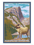 Big Horn Sheep, Rocky Mountain National Park Art