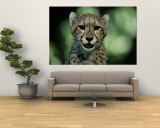 Portrait of a Juvenile African Cheetah Reproduction murale géante par Chris Johns