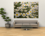 View of a Field of Daisies Wall Mural by Paul Zahl