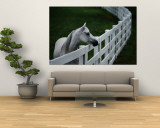 White Horse Staring over a Wooden Fence Wall Mural by Raymond Gehman