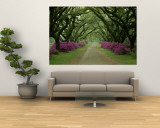 Magnifique sentier bordé d'arbres et d'azalées violettes Reproduction murale géante