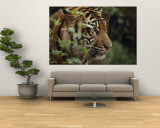 Tigre de Sumatra dans la section asiatique Reproduction murale géante par Michael Nichols