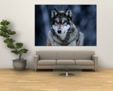 Gray Wolf at the International Wolf Center Near Ely Reproduction murale géante par Joel Sartore