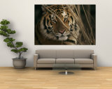 A Captive Tiger Shows a Formidable Expression Muurposter A Captive Tiger Shows a Formidable Expression Muurposter