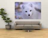 A Portrait of an Arctic Fox Reproduction murale géante