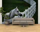 White Horse Staring over a Wooden Fence Wall Mural – Large by Raymond Gehman