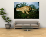 An African Cheetah Runs at the Home of its Owner Wall Mural by Michael Nichols