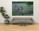 A Field of Violets Wall Mural by Raymond Gehman