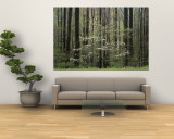 Flowering Dogwood Tree, Great Smoky Mountains National Park, Tennessee, USA Reproduction murale géante par Adam Jones