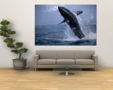 Great White Shark (Carcharodon Carcharias) Jumping out of the Water, False Bay, South Africa Reproduction murale géante par Andrew Parkinson