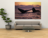 Humpback Whale at Sunset, Inside Passage, Alaska, USA Wall Mural by Stuart Westmoreland