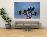 A Group of Northern American Bald Eagles Sit on a Trees Sparse Perches Wandgemälde von Norbert Rosing