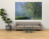 Foggy Road and Oak Tree, Cades Cove, Great Smoky Mountains National Park, Tennessee, USA Wall Mural by Darrell Gulin
