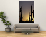 Saguaro Cacti, Organ Pipe National Monument, Arizona, USA Wall Mural by William Sutton