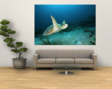 An Endangered Loggerhead Turtle with a Missing Right Rear Flipper Wall Mural by Brian J. Skerry
