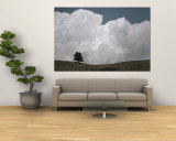 A Lone Ponderosa Pine Tree under a Cloud-Filled Sky Wall Mural by Annie Griffiths