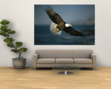 An American bald eagle in flight. Wandgemälde