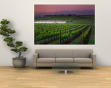 Sunrise in Distant Fog, Carnaros, Napa Valley, California, USA Wall Mural by Janis Miglavs