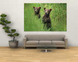 Alaskan brown bear cubs wait in long grass for their mother Mural Alaskan brown bear cubs wait in long grass for their mother Mural