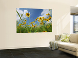 A Skyward View of Coreopsis Flowers in a Texas Field Vægplakat af Joel Sartore A Skyward View of Coreopsis Flowers in a Texas Field Vægplakat af Joel Sartore