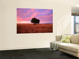 Sunset Over Lone Tree in Paddock, Rochester, Australia Mural por Will Salter Sunset Over Lone Tree in Paddock, Rochester, Australia Mural por Will Salter