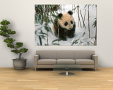 Panda Cub on Snow, Wolong, Sichuan, China Mural por Keren Su Panda Cub on Snow, Wolong, Sichuan, China Mural por Keren Su